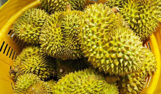 Lời cảnh tỉnh cho ngành sầu riêng