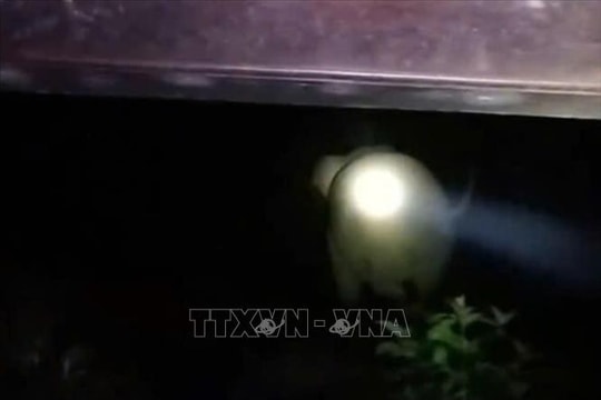 Voi rừng xuất hiện, lục tìm thức ăn trong bếp nhà dân bản Tăng