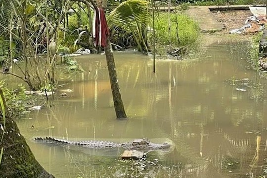 Cá sấu dài khoảng 1,5m xuất hiện ở Cần Thơ khi triều cường lên cao