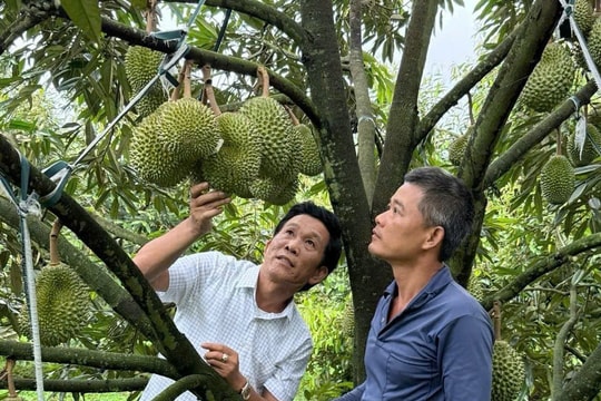 Bảo vệ thương hiệu sầu riêng Việt: Không thể chỉ 'cấm' mà phải 'dạy cách làm mới'
