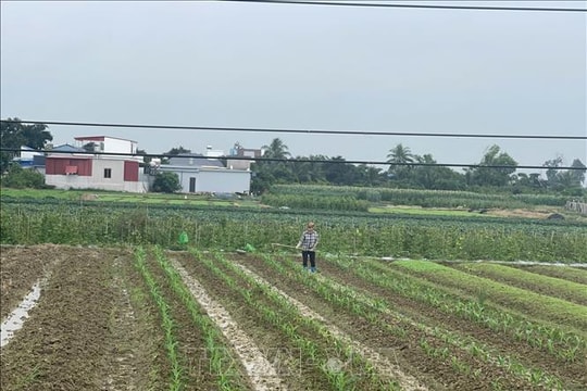 Hải Phòng khắc phục bất lợi thời tiết tập trung gieo trồng vụ Đông