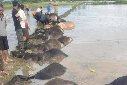 Hàng loạt con trâu chết trôi trên đồng do ngập trong nước lũ