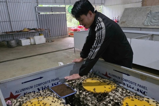 Bỏ phố cảng về bản khởi nghiệp, người đàn ông trở thành triệu phú