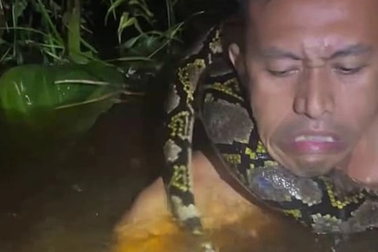 Hướng dẫn viên du lịch bị con trăn dài 6m kéo xuống nước, siết chặt vào cổ
