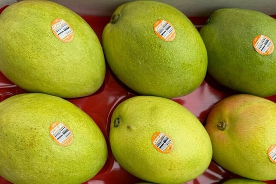 Xoài Australia về Việt Nam giá 600.000 đồng một kg