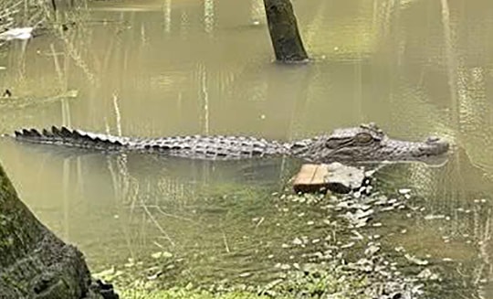 Cá sấu xuất hiện trong vườn nhà dân