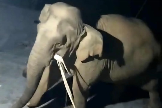 Voi rừng vào nhà dân tìm thức ăn