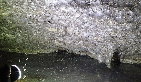 Phát hiện mạng nhện lớn nhất thế giới tại biên giới Hy Lạp – Albania