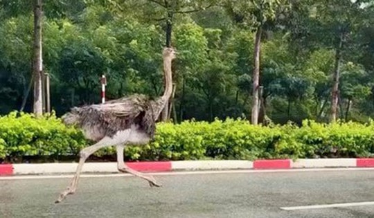 Chim đà điểu cao gần 2m chạy rông gây náo loạn khu công nghiệp