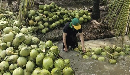 Xây dựng thương hiệu "Dừa Việt Nam xanh và an toàn"
