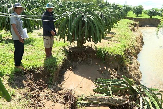 Bão số 13 và hoàn lưu gây thiệt hại hơn 11.200 ha lúa, hoa màu và các cây trồng khác