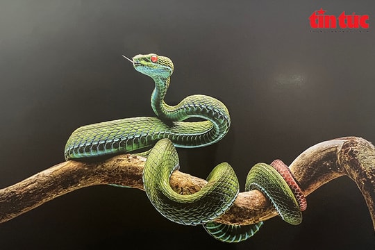 ‘Vũ điệu từ thiên nhiên’ lan tỏa tình yêu đa dạng sinh học Việt Nam