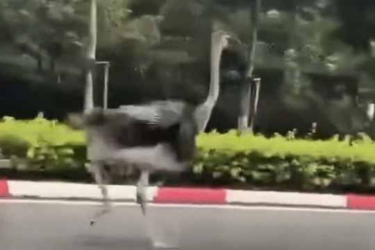 Tiêu hủy đà điểu chạy lạc trên đường ở TP HCM