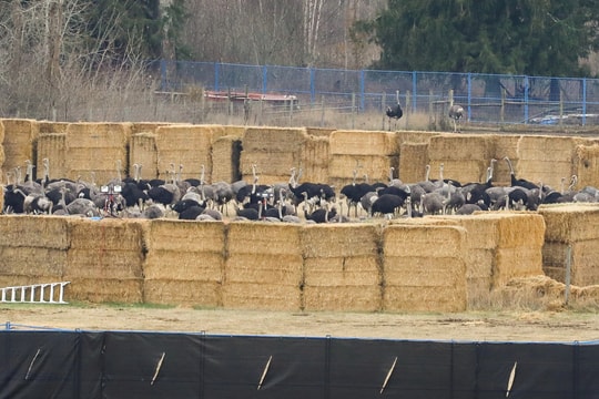 Canada bắn hạ hơn 300 con đà điểu bất chấp khuyến nghị từ Mỹ