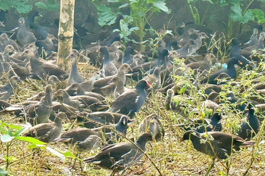 Giăng lưới bắt cả nghìn con chim hoang dã