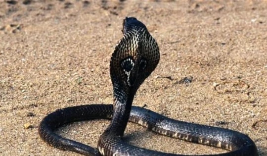 Người đàn ông cắn chết rắn hổ mang, may mắn sống sót