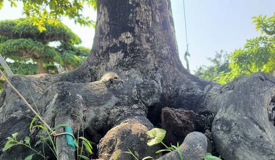 “Báu vật” trong vườn: Cây cảnh u cục được trả 2 tỷ nhưng chủ chê “chưa tới giá”