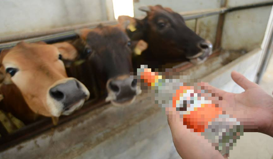 Người đàn ông trộm 10 con bò của hàng xóm bán lấy tiền tặng "gái lạ" và cái kết