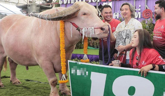 Mang con trâu có màu "lạ" đi bán, người đàn ông "ôm" 12 tỷ đồng về nhà