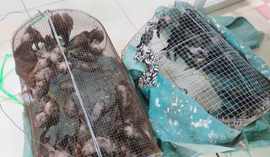 Cấp thiết bảo vệ đàn yến Việt Nam