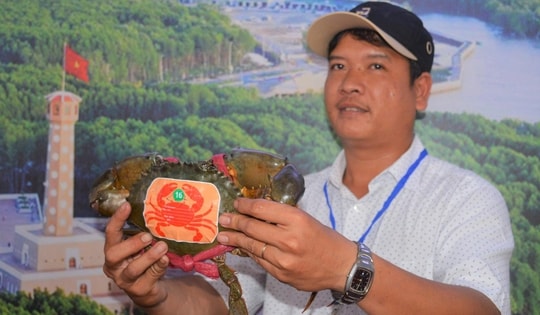 Sắp diễn ra ngày hội cua, cua biển Cà Mau tăng giá mạnh