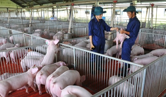 Giá heo hơi hôm nay, 8-11: Diễn biến lạ