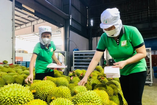 Xuất khẩu nông sản 100 tỷ USD: Khát vọng và hành trình của ngành nông nghiệp Việt