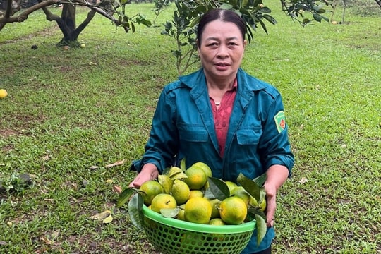 Nông dân có "thu nhập kép" nhờ cách làm sáng tạo