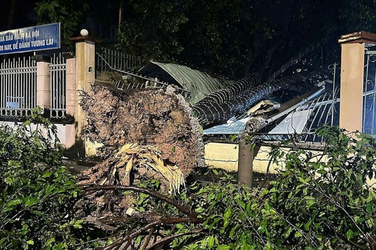 Cây xanh đổ hàng loạt trong giông lốc ở TP HCM