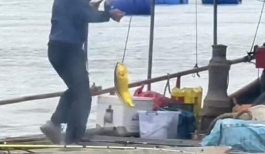 Người đàn ông câu được con cá vàng trị giá 74 triệu đồng trên biển