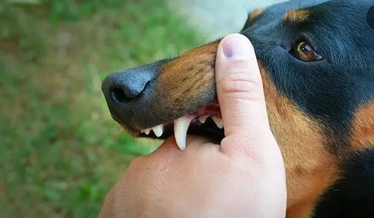 Nam thanh niên tử vong sau 20 ngày bị chó cắn