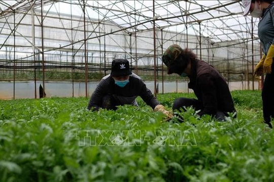 Nhiều loại rau Đà Lạt tăng giá sau chuỗi ngày mưa bão