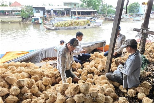 Giá dừa khô nguyên liệu giảm sâu