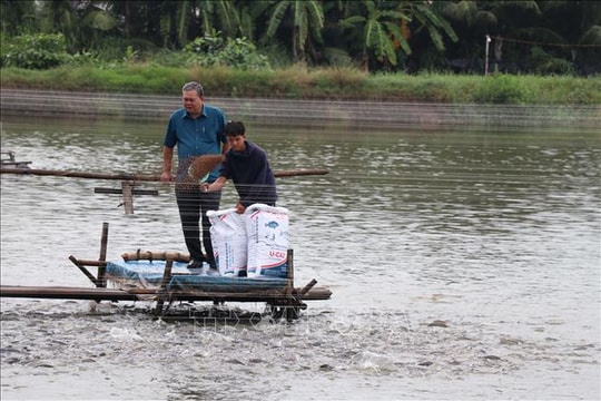 Giá cá rô phi giảm sâu, người nuôi thua lỗ nặng