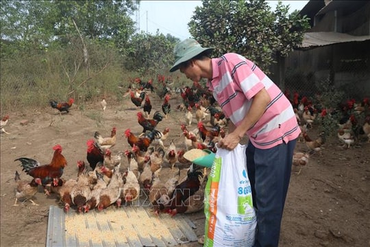 Người chăn nuôi 'rục rịch' tái đàn đón thị trường Tết