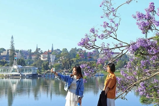 Bão quật đổ cây phượng tím nổi tiếng Đà Lạt, du khách tiếc ngẩn ngơ