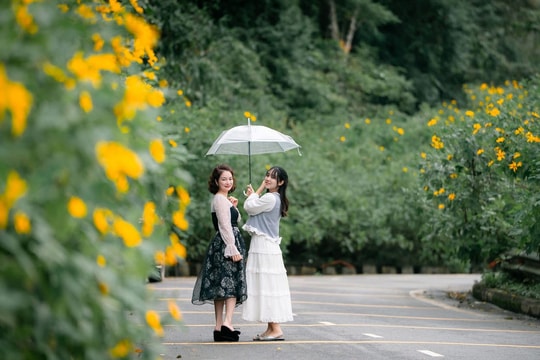 Con đường hoa dã quỳ nở vàng rực ở Vườn quốc gia Ba Vì