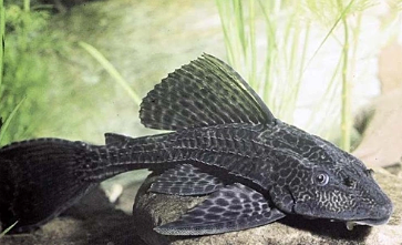 Hụt hẫng vì tát ao nhưng chỉ bắt được đàn cá lau kiếng