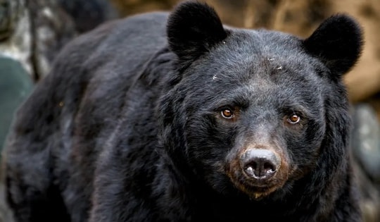 Người đàn ông 50 tuổi thoát chết ngoạn mục sau khi bị gấu tấn công ở Fukushima