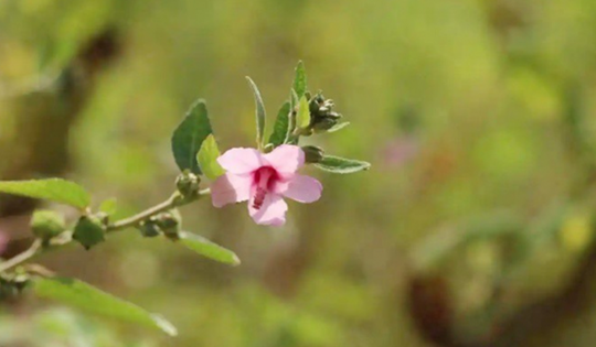 Loài cây "đáng ghét" trong mắt nông dân, nước ngoài bán nửa triệu/kg