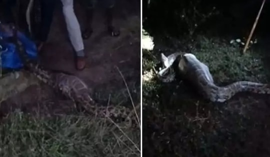 Bắt được con trăn khổng lồ dài 3,7 mét, nặng 50kg