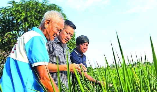 Bội thu lúa ST25 hướng hữu cơ