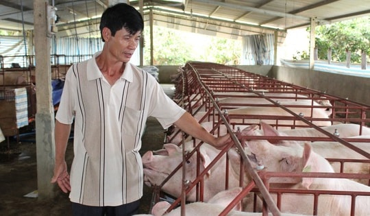 Giá heo hơi hôm nay, 10-11: Bất ngờ với giá heo hơi miền Nam