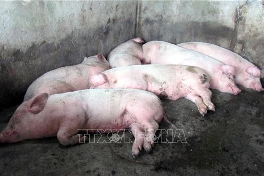 Tây Ninh khẩn trương khoanh vùng ngăn chặn dịch tả lợn châu Phi