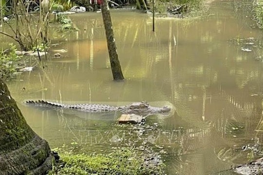 Cảnh báo người dân không tắm sông gần nơi xuất hiện hình ảnh cá sấu ở Cần Thơ