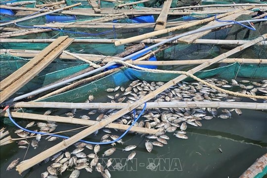 Vùng nuôi trồng thủy sản Đắk Lắk bị thiệt hại nặng do bão số 13