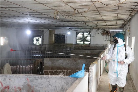 Vĩnh Long hỗ trợ các xã dập dịch tả lợn châu Phi
