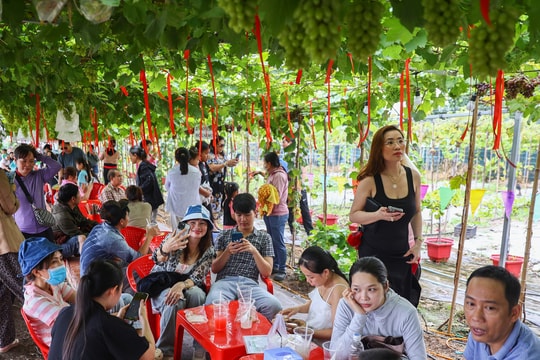 Đông nghịt khách check in quán cà phê giữa vườn nho ở TP HCM