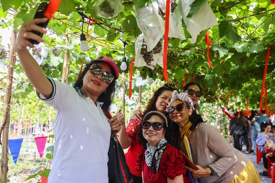 Khách đổ xô check in quán cà phê giữa vườn nho ở TP HCM