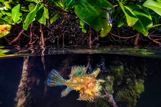 Cá nào sống dưới biển nhưng không bơi?